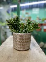 Zdjęcie rosliny doniczkowej Crassula ovata Gollum (Grubosz), ujęcie 2