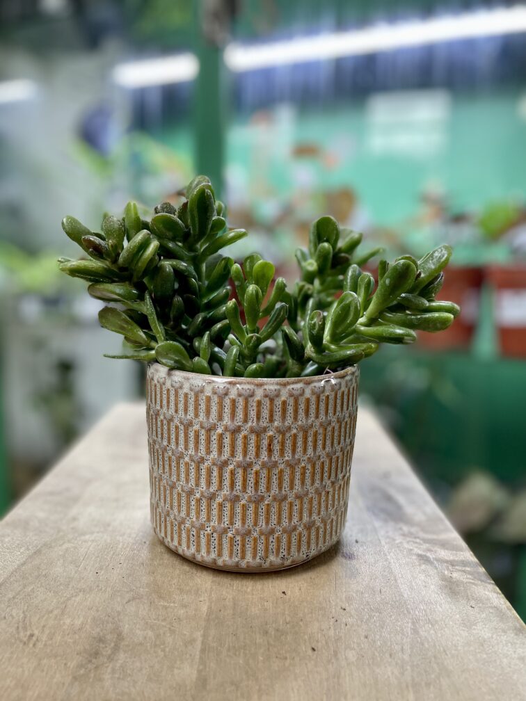 Zdjęcie rosliny doniczkowej Crassula ovata Gollum (Grubosz), ujęcie 2