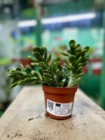 Zdjęcie rosliny doniczkowej Crassula ovata Gollum (Grubosz), ujęcie 3