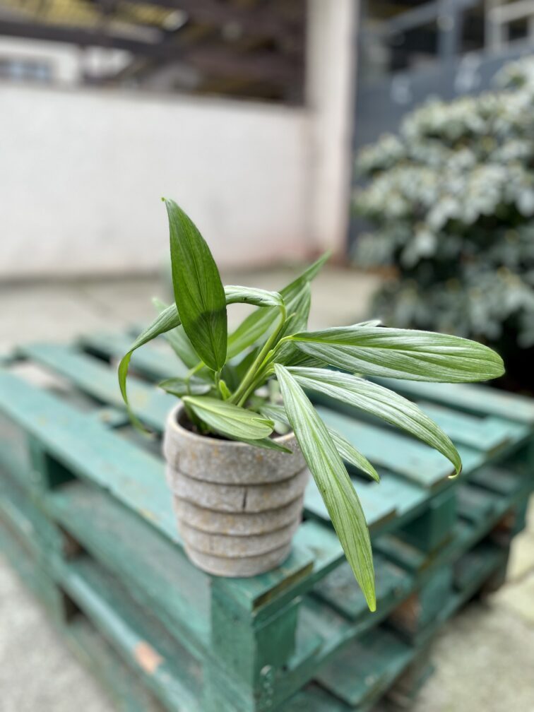 Zdjęcie rosliny doniczkowej Epipremnum amplissimum (epipremnum-amplissimum), ujęcie 1