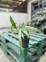 Zdjęcie rosliny doniczkowej Epipremnum amplissimum (epipremnum-amplissimum), ujęcie 2