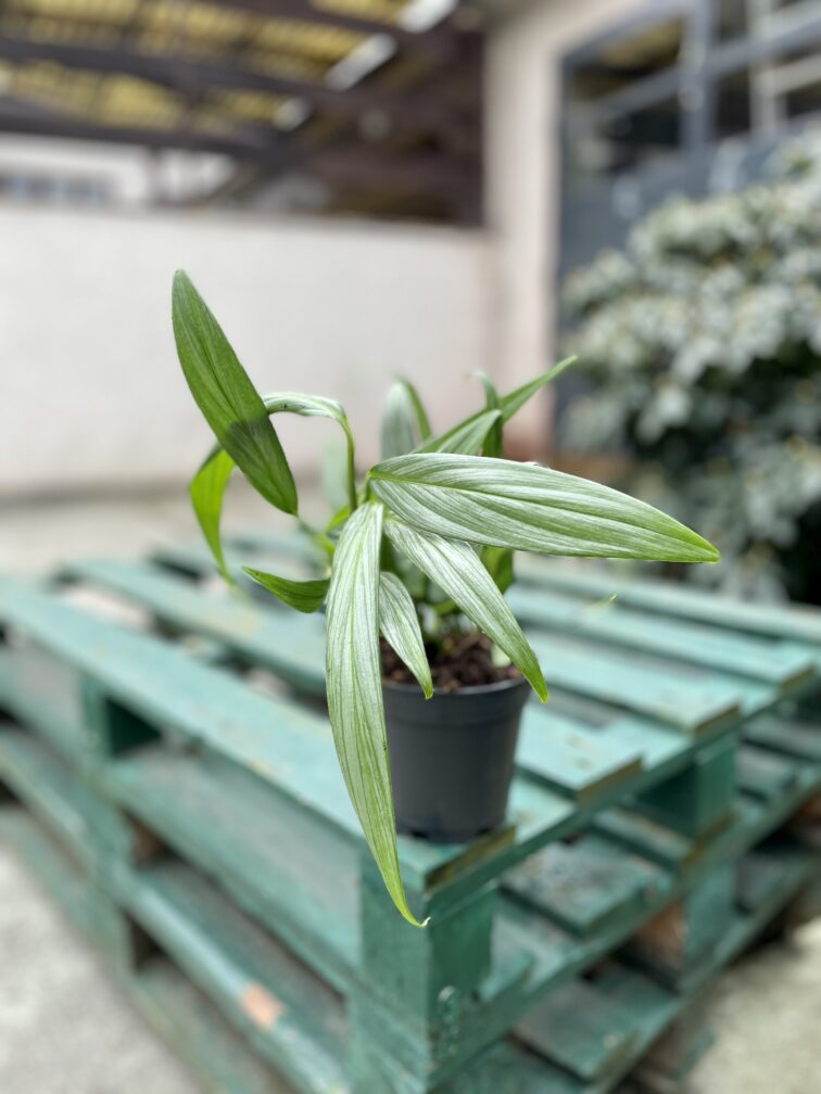 Zdjęcie rosliny doniczkowej Epipremnum amplissimum (epipremnum-amplissimum), ujęcie 2