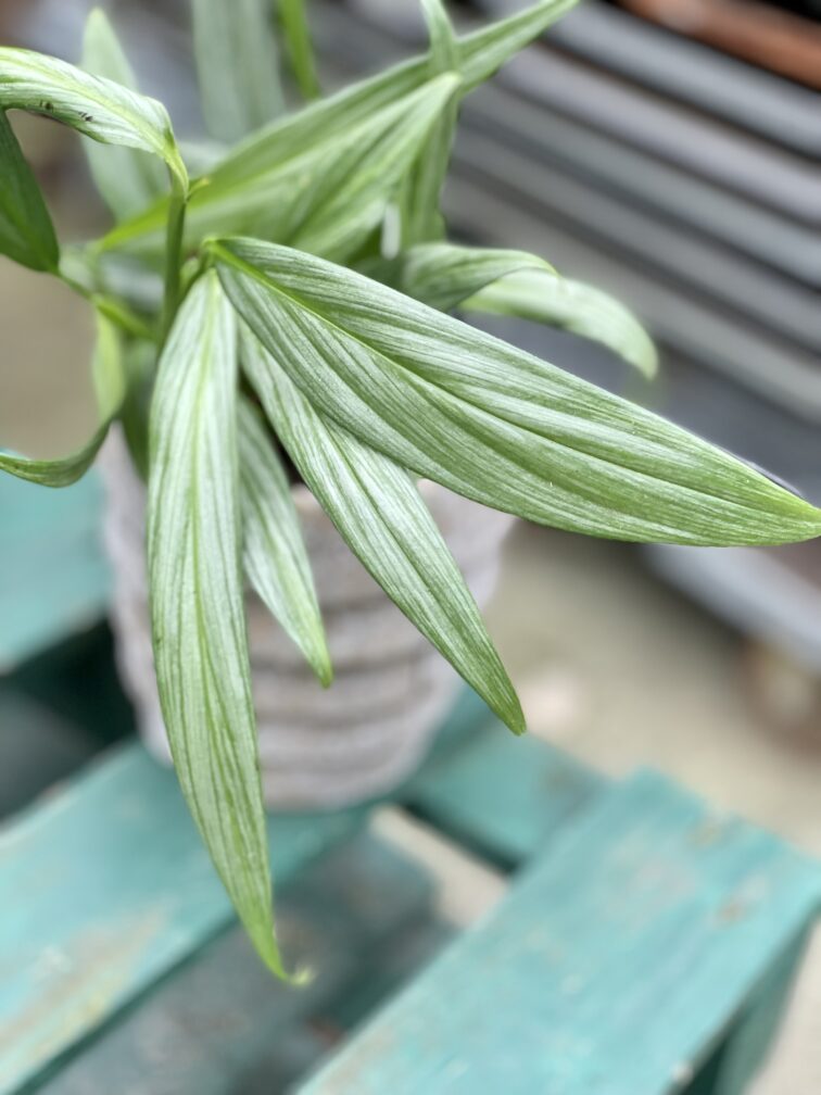 Zdjęcie rosliny doniczkowej Epipremnum amplissimum (epipremnum-amplissimum), ujęcie 3