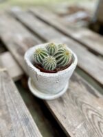 Zdjęcie rosliny doniczkowej Eriocactus Warasii, ujęcie 1