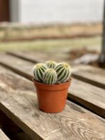 Zdjęcie rosliny doniczkowej Eriocactus Warasii, ujęcie 3