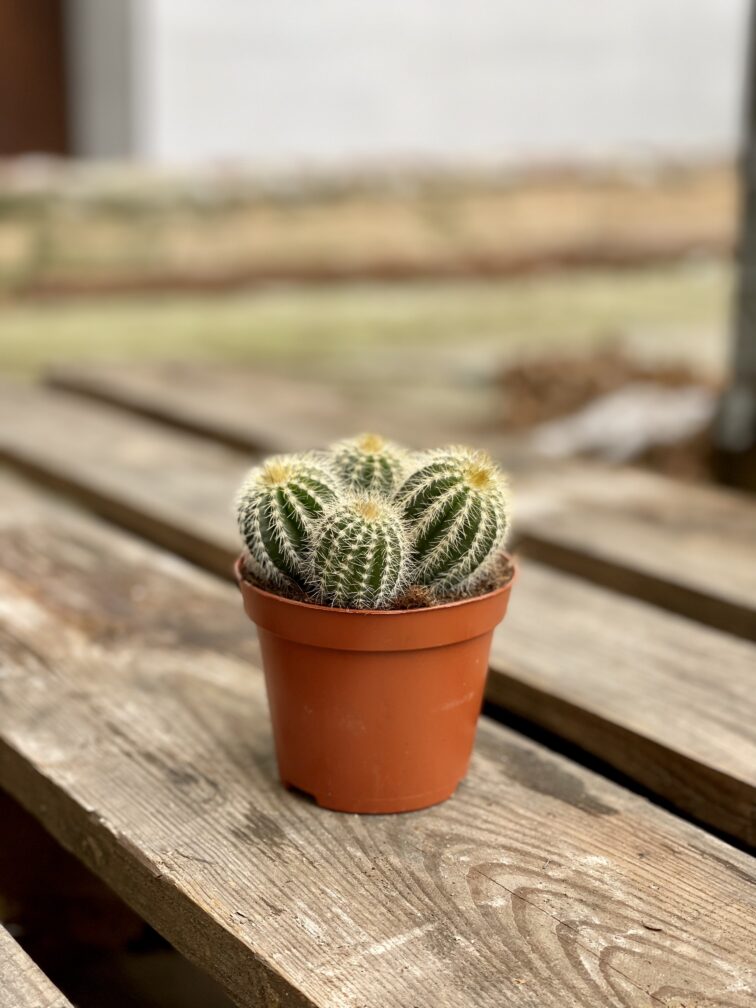 Zdjęcie rosliny doniczkowej Eriocactus Warasii, ujęcie 3