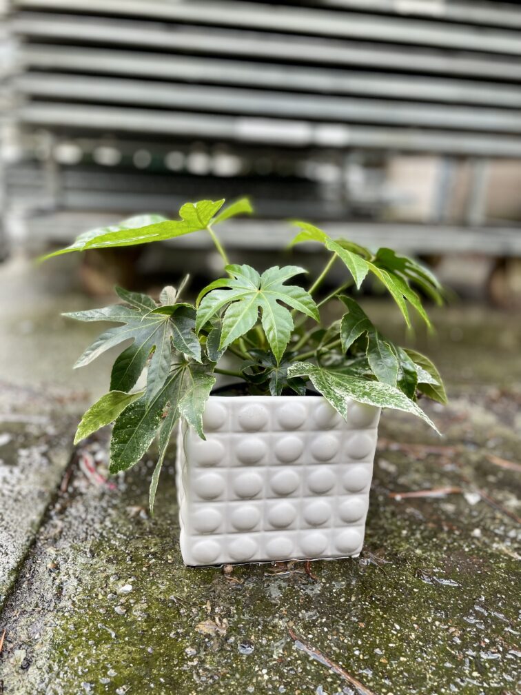 Zdjęcie rosliny doniczkowej Fatsia Japonica Variegata, ujęcie 1