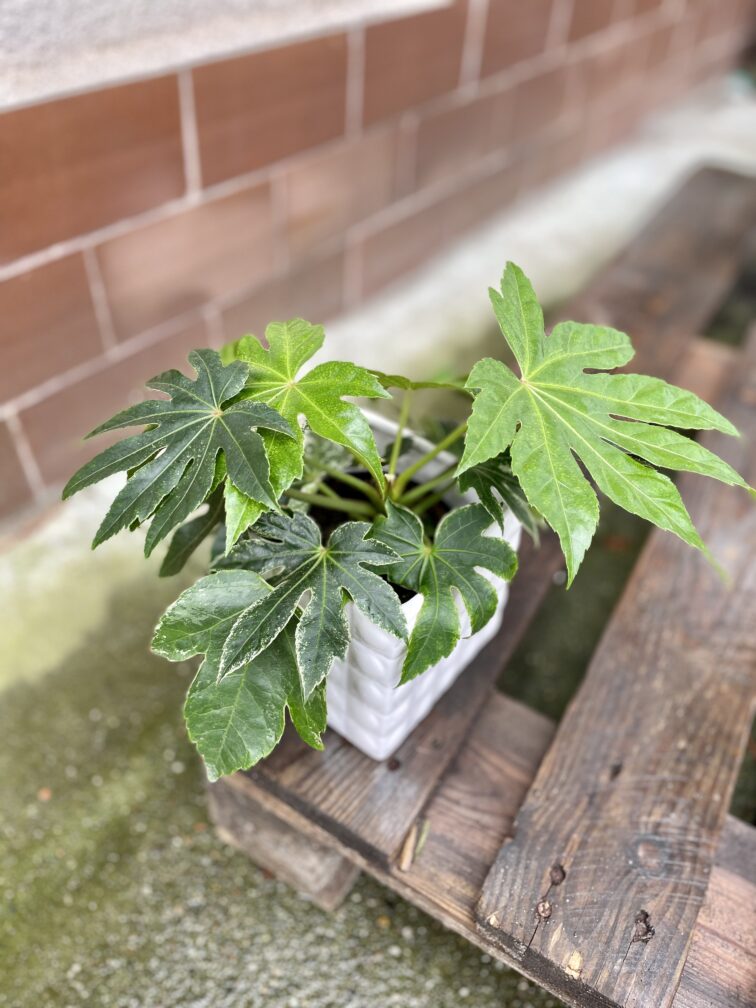Zdjęcie rosliny doniczkowej Fatsia Japonica Variegata, ujęcie 2