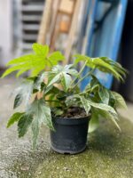 Zdjęcie rosliny doniczkowej Fatsia Japonica Variegata, ujęcie 3