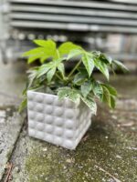 Zdjęcie rosliny doniczkowej Fatsia Japonica Variegata, ujęcie 4