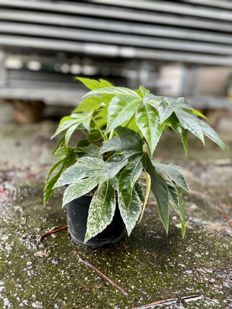 Zdjęcie rosliny doniczkowej Fatsia Japonica Variegata, ujęcie 5