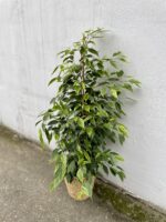 Zdjęcie rosliny doniczkowej Ficus Benjamina Anastasia, ujęcie 1