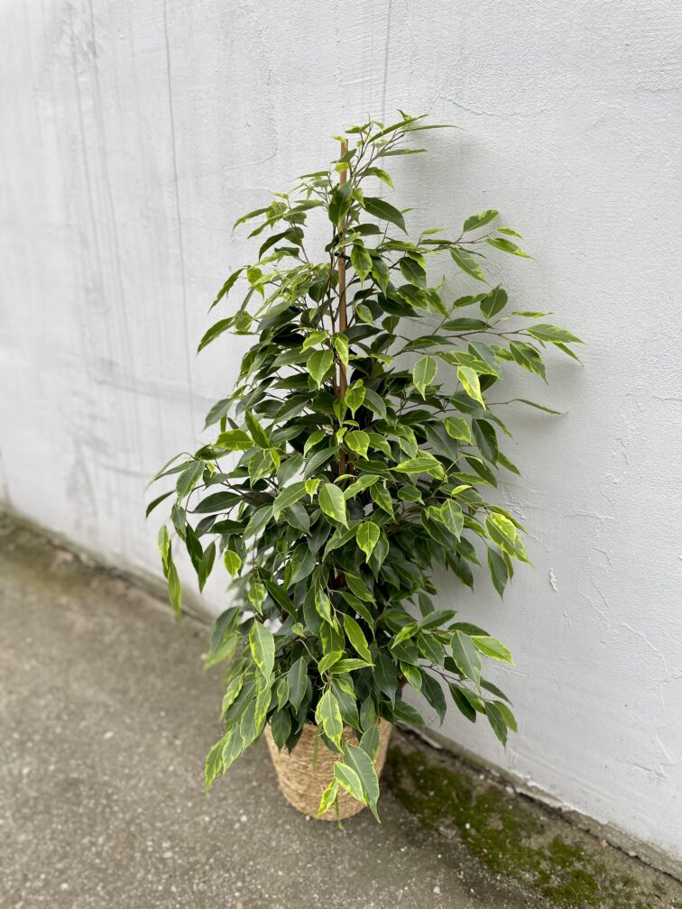 ficus-benjamina-anastasia_19x90-1_1676713736.jpg Zdjęcie rosliny doniczkowej Ficus Benjamina Anastasia, ujęcie 1