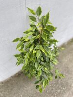 Zdjęcie rosliny doniczkowej Ficus Benjamina Anastasia, ujęcie 2