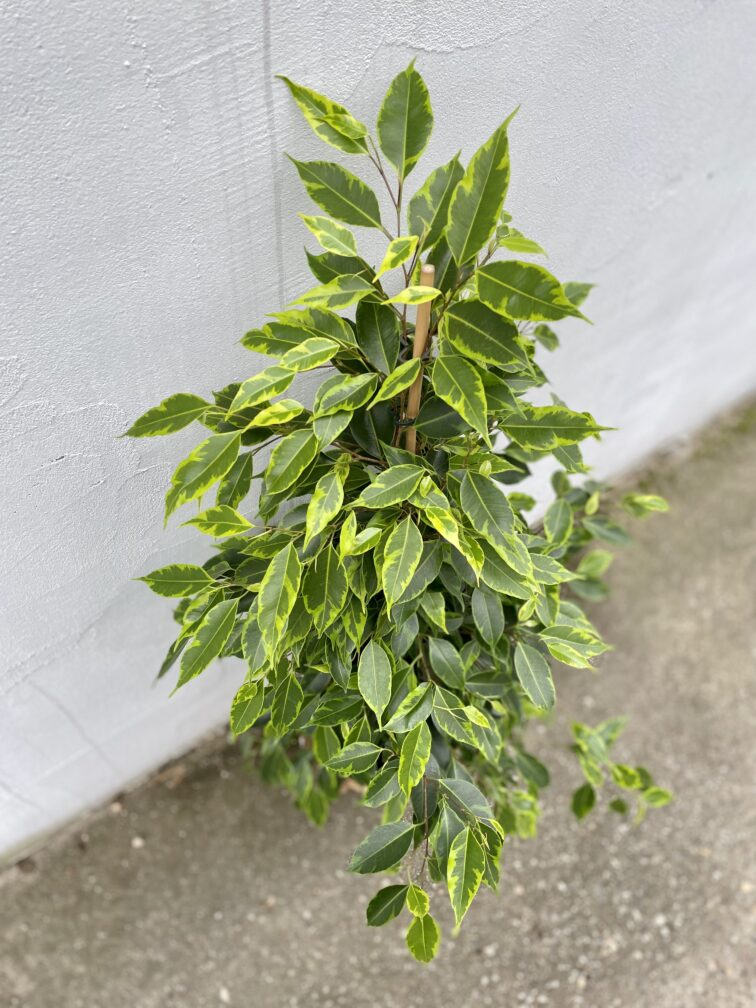 Zdjęcie rosliny doniczkowej Ficus Benjamina Anastasia, ujęcie 2