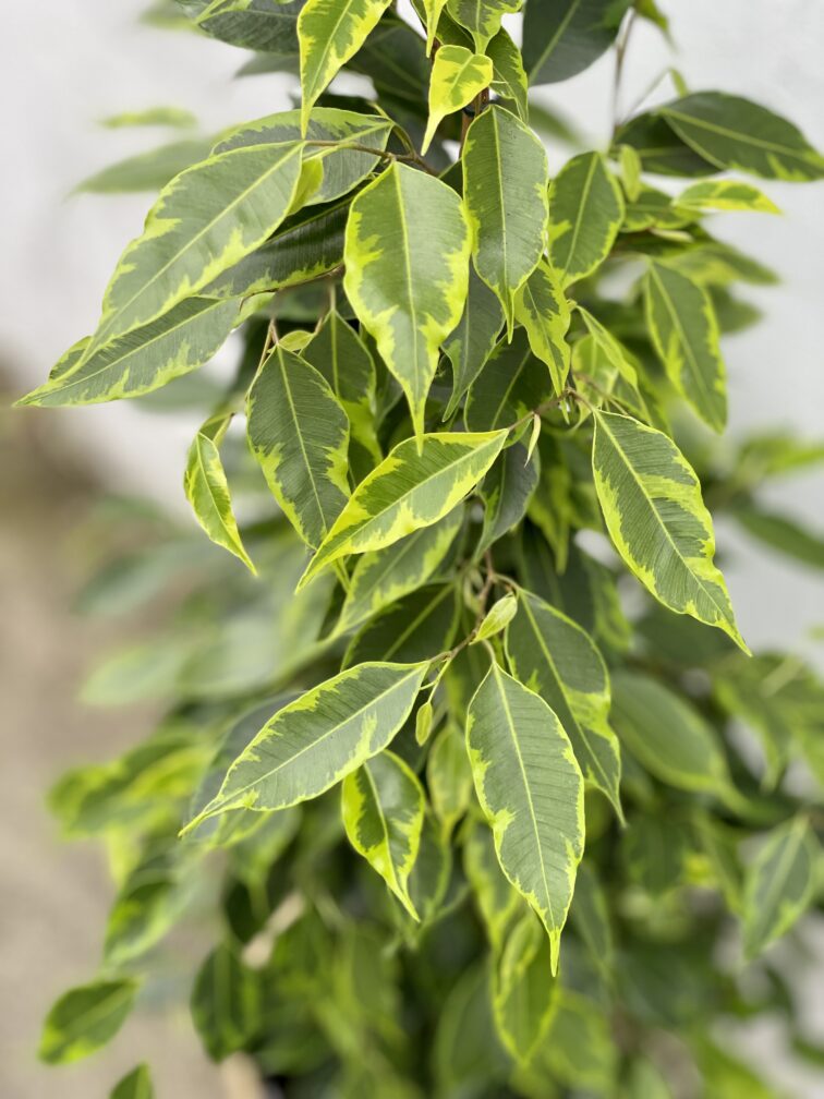 Zdjęcie rosliny doniczkowej Ficus Benjamina Anastasia, ujęcie 3