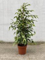 Zdjęcie rosliny doniczkowej Ficus Benjamina Anastasia, ujęcie 4