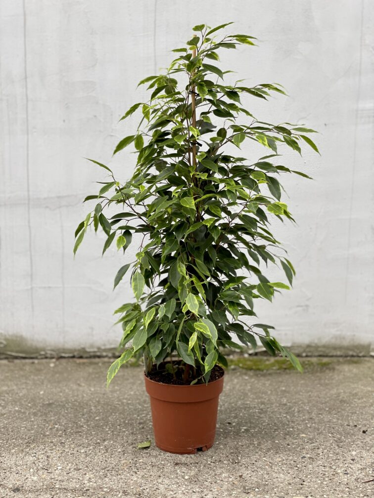 Zdjęcie rosliny doniczkowej Ficus Benjamina Anastasia, ujęcie 4