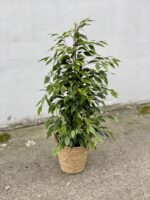 Zdjęcie rosliny doniczkowej Ficus Benjamina Anastasia, ujęcie 5