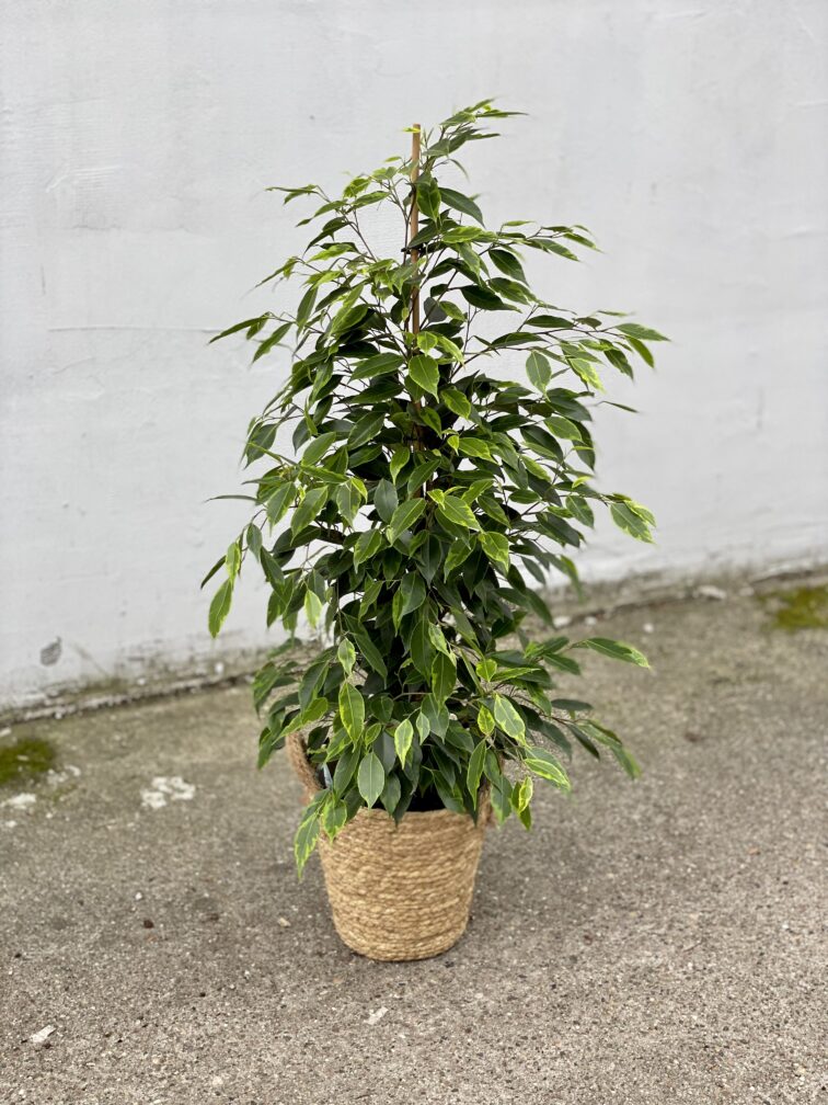 Zdjęcie rosliny doniczkowej Ficus Benjamina Anastasia, ujęcie 5