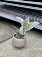 Zdjęcie rosliny doniczkowej Ficus Elastica Tineke, ujęcie 1