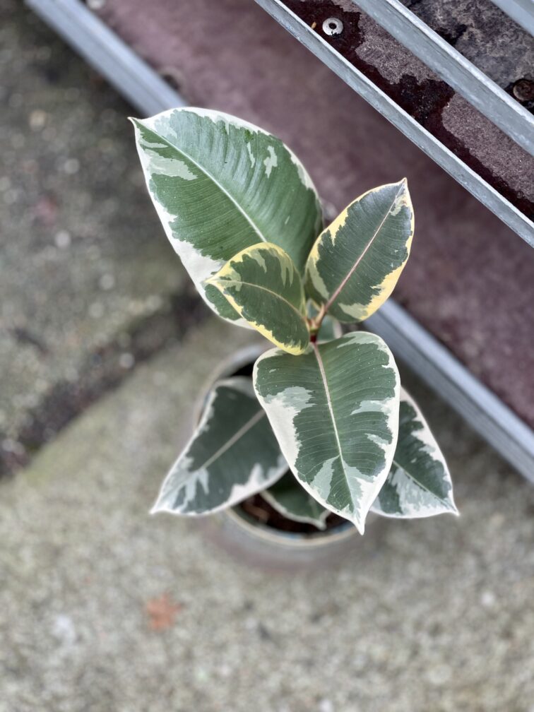 Zdjęcie rosliny doniczkowej Ficus Elastica Tineke, ujęcie 3