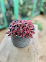 Zdjęcie rosliny doniczkowej Fittonia Forest Flame, ujęcie 1