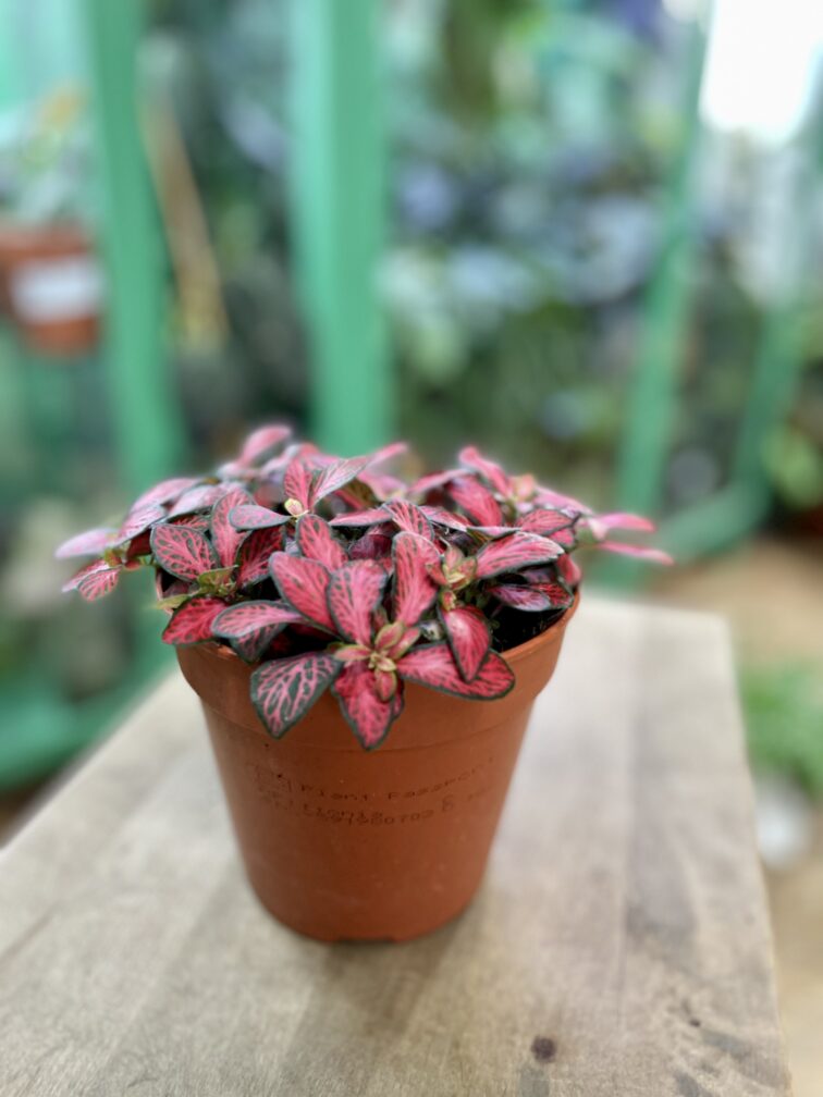Zdjęcie rosliny doniczkowej Fittonia Forest Flame, ujęcie 2
