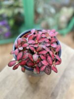 Zdjęcie rosliny doniczkowej Fittonia Forest Flame, ujęcie 3
