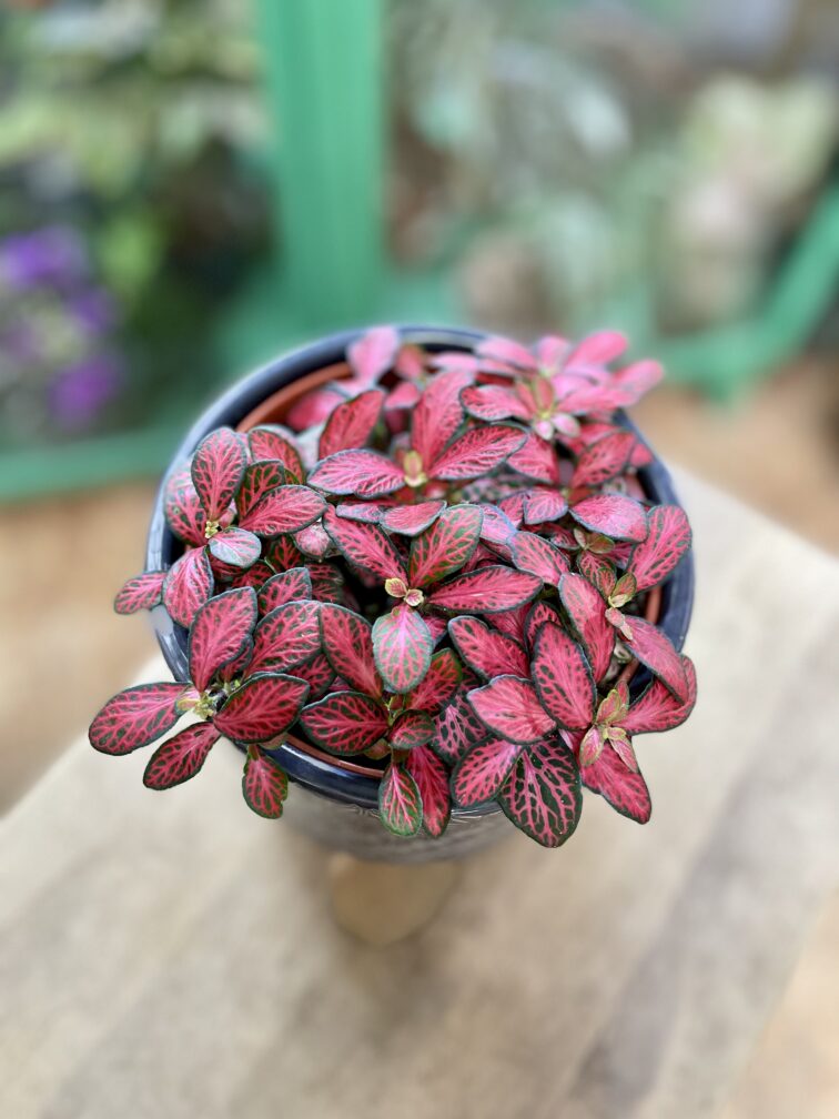 Zdjęcie rosliny doniczkowej Fittonia Forest Flame, ujęcie 3