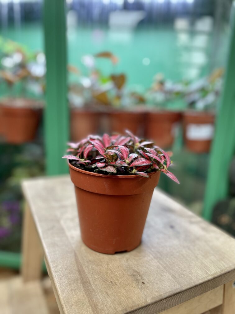 Zdjęcie rosliny doniczkowej Fittonia Forest Flame, ujęcie 4