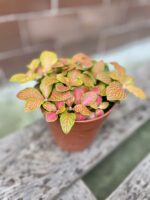 Zdjęcie rosliny doniczkowej Fittonia Ruby Lime, ujęcie 2
