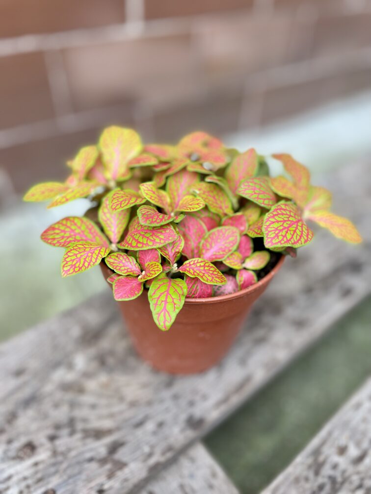 Zdjęcie rosliny doniczkowej Fittonia Ruby Lime, ujęcie 2