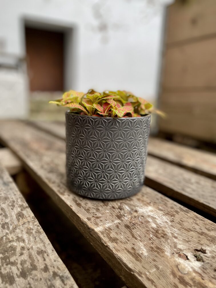 Zdjęcie rosliny doniczkowej Fittonia Ruby Lime, ujęcie 3