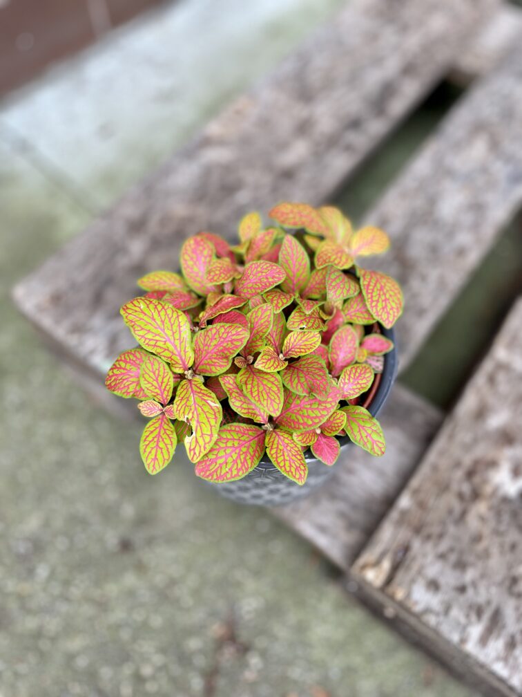 Zdjęcie rosliny doniczkowej Fittonia Ruby Lime, ujęcie 4