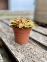 Zdjęcie rosliny doniczkowej Fittonia Ruby Lime, ujęcie 5