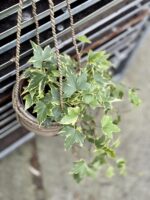 Zdjęcie rosliny doniczkowej Hedera helix variegata, ujęcie 1
