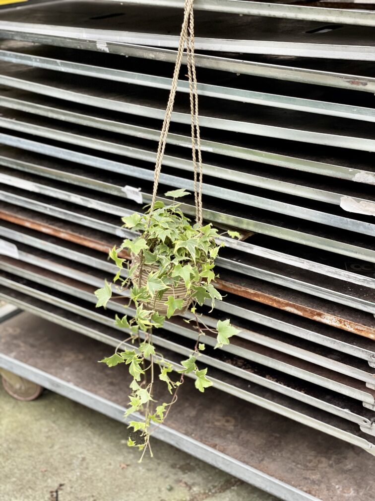 Zdjęcie rosliny doniczkowej Hedera helix variegata, ujęcie 3