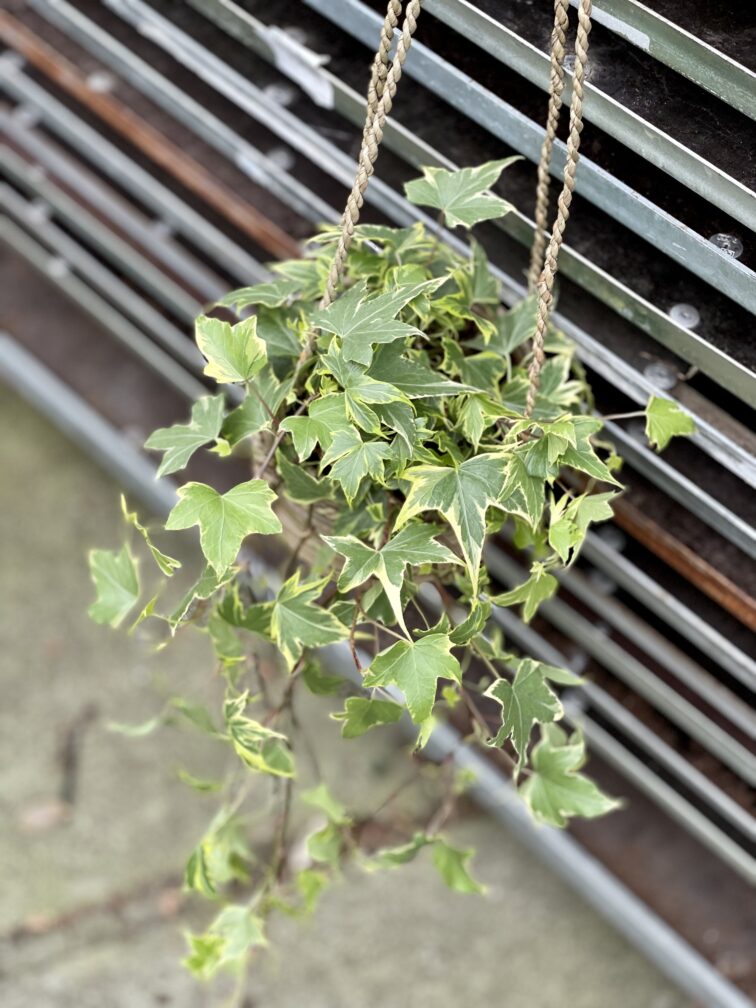 Zdjęcie rosliny doniczkowej Hedera helix variegata, ujęcie 4