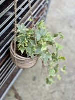 Zdjęcie rosliny doniczkowej Hedera helix variegata, ujęcie 5