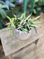 Zdjęcie rosliny doniczkowej Hoya wayetii (kentiana) variegata, ujęcie 1