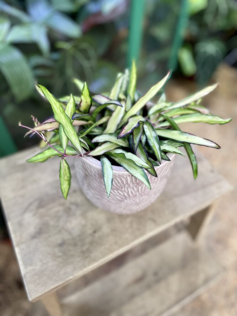 Zdjęcie rosliny doniczkowej Hoya wayetii (kentiana) variegata, ujęcie 1