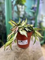 Zdjęcie rosliny doniczkowej Hoya wayetii (kentiana) variegata, ujęcie 2