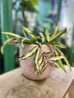 Zdjęcie rosliny doniczkowej Hoya wayetii (kentiana) variegata, ujęcie 3