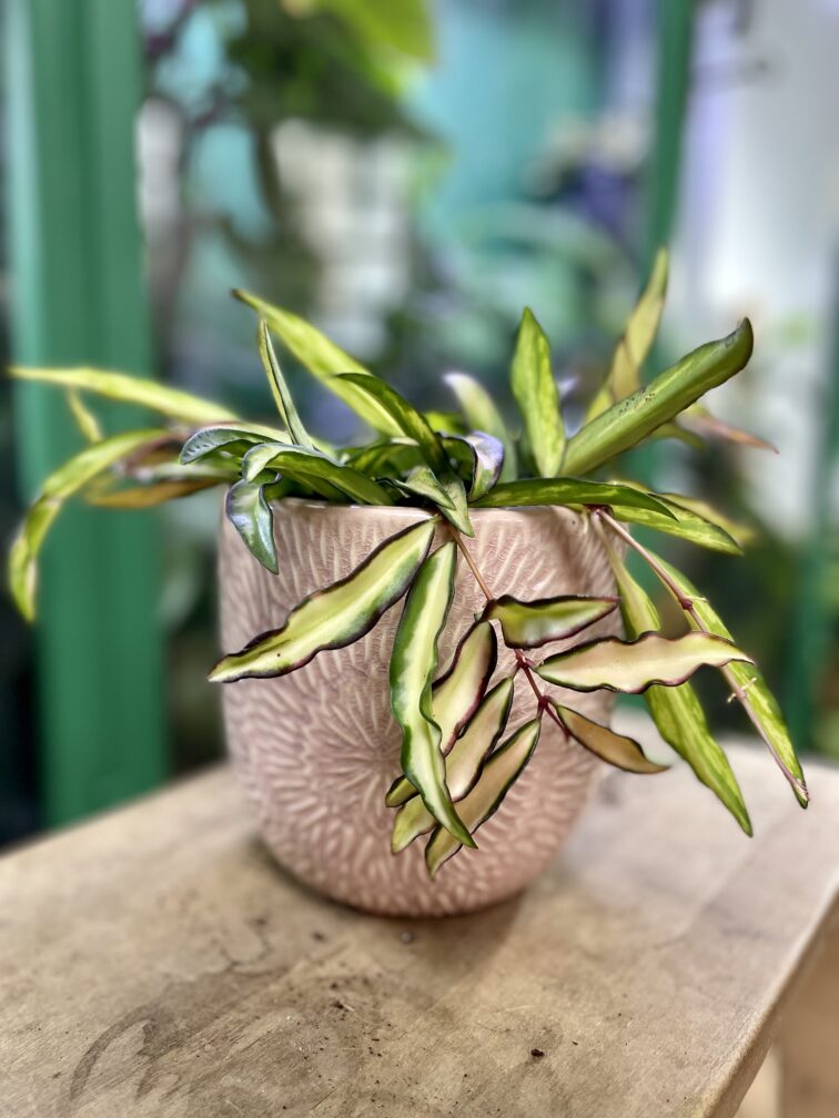 Zdjęcie rosliny doniczkowej Hoya wayetii (kentiana) variegata, ujęcie 3