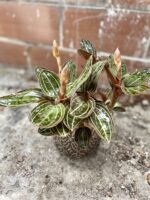 Zdjęcie rosliny doniczkowej Ludisia discolor, ujęcie 1
