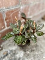 Zdjęcie rosliny doniczkowej Ludisia discolor, ujęcie 3