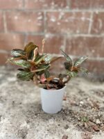 Zdjęcie rosliny doniczkowej Ludisia discolor, ujęcie 5