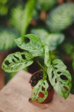 Zdjęcie rosliny doniczkowej Monstera Adansonii Mint, ujęcie 1