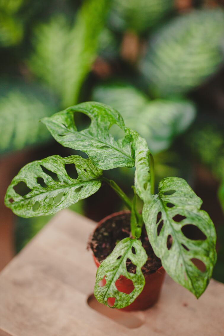 Zdjęcie rosliny doniczkowej Monstera Adansonii Mint, ujęcie 1